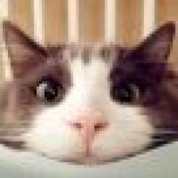 植发星王小白231