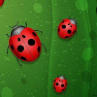 植发星快乐吗我快了