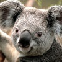 植发星欲醉000247