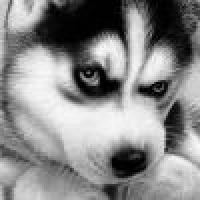 植发星Marcus闯天涯