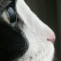 植发星zc我爱你zc123