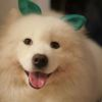 植发星橙yeimy118