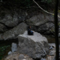 植发星cordial1791442