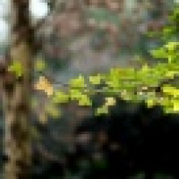 植发星好好先生253