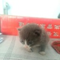 植发星小苹果dlid