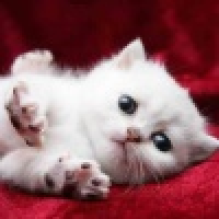 植发星年薪一亿