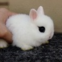 植发星卡子是好人143