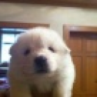 植发星dqku1zhhp680