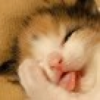 植发星轻尘女王186