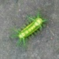 植发星81794俺诔