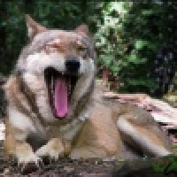 植发星那女子刀毖