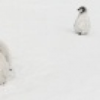 植发星小蜜201408