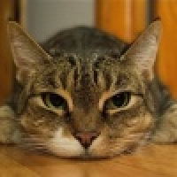 植发星小染YY92Q