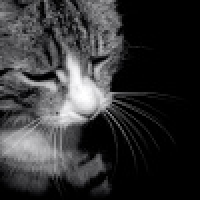 植发星寻找KOvt2