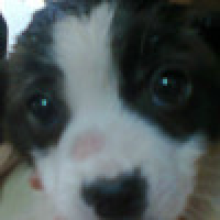 植发星但特工却C5