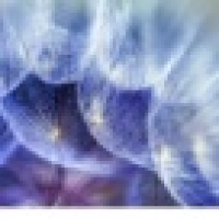 植发星haowangjiao741