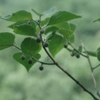 植发星死耗子5541