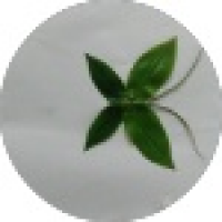 植发星面包虫w9