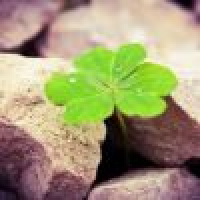 植发星芝麻小时代