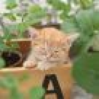 植发星裙摆的蝴蝶