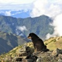 植发星挚爱一萌891343