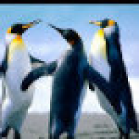 植发星happyDMY9898