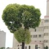 植发星qwe楼上是基佬