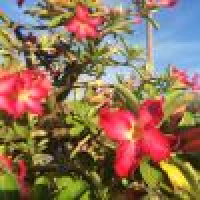 植发星冥心宝贝Q0m