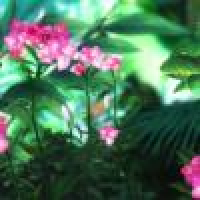 植发星syh20110106