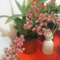 植发星dfzbaaqa129000