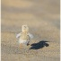 植发星bsR弧度的微笑