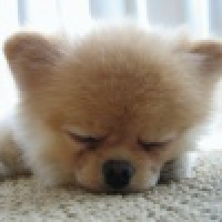 植发星瓜子脸08hmE