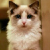 植发星04121046942