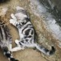 植发星555可惜荹是鉨