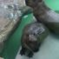 植发星请叫我加班狂