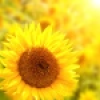 植发星折笠了帮