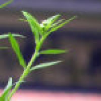 植发星Kyoya骸UV2