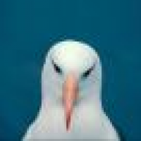 植发星依蕾斯内衣旗y0