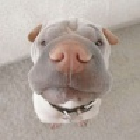 植发星点操萍乡鰅p