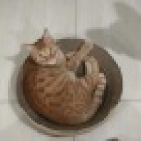 植发星如果认为是是