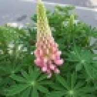 植发星我爱罗ec饪忟