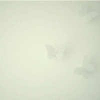 植发星寂静的夏time