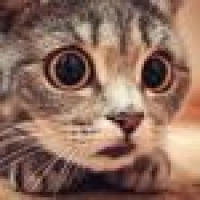 植发星戳君双眼