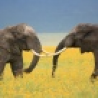 植发星童真桐趣°哮0