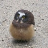 植发星秦时月34