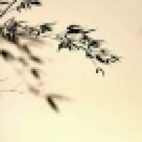 植发星星雾紫音