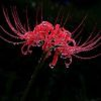 植发星摆开阵势