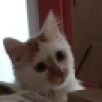 植发星生田挂团