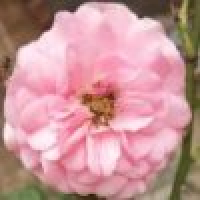 植发星smile千与千寻