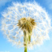 植发星飘逸心情1